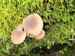 Entoloma cetratum
