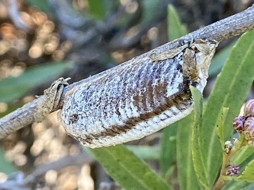 iNaturalist observation photo of Arizona Mantis