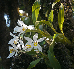 Coelogyne nitida