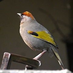 Trochalopteron melanostigma