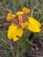Trimezia juncifolia