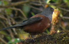 Turdus rubrocanus