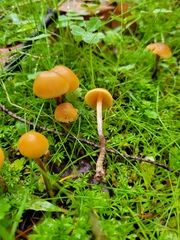 Galerina badipes