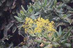 Acrisione denticulata