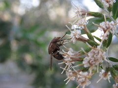 Copestylum chalybescens