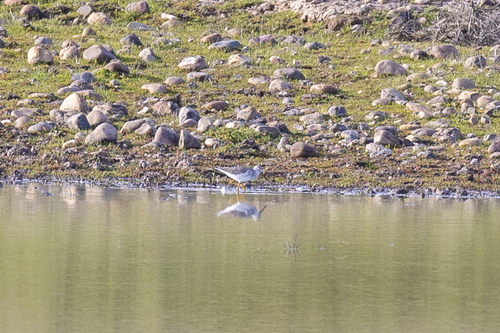 iNaturalist observation photo of Greater Yellowlegs