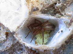 Anyphaena alboirrorata