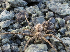 Hersiliola simoni