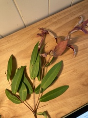 Syzygium wilsonii