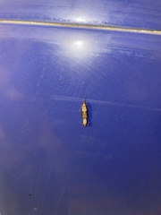 Plodia interpunctella