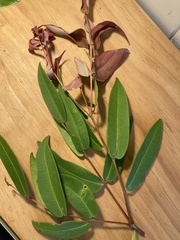 Syzygium wilsonii