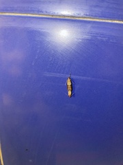 Plodia interpunctella