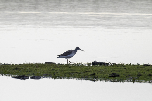iNaturalist observation photo of Greater Yellowlegs