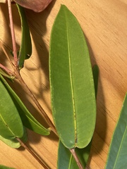 Syzygium wilsonii