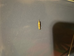 Plodia interpunctella
