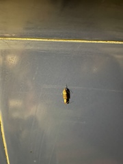 Plodia interpunctella