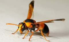 Anterhynchium nigrocinctum