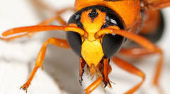 Anterhynchium nigrocinctum