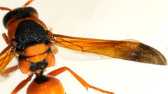 Anterhynchium nigrocinctum