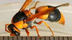 Anterhynchium nigrocinctum