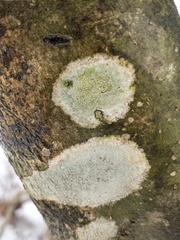 Phlyctis boliviensis