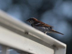 Passer domesticus