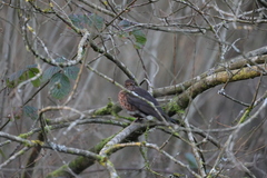 Turdus merula