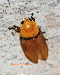Monecphora cingulata