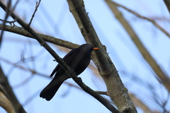 Turdus merula