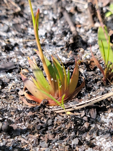 Image of Xyris flabelliformis by (c) Jay Horn, some rights reserved (CC BY)