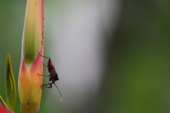 Leptoscelis tricolor
