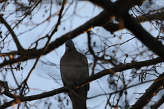 Columba palumbus
