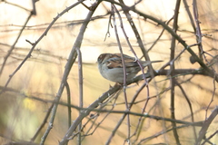 Passer domesticus