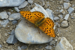 Argynnis niobe