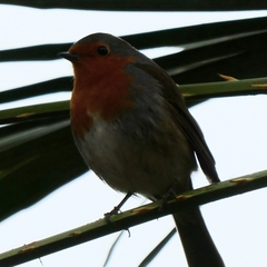 Erithacus rubecula