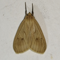 Trocodima lenistriata