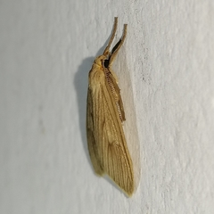 Trocodima lenistriata