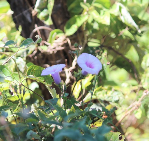 Ipomoea batatas image