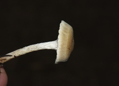 Tympanella galanthina image