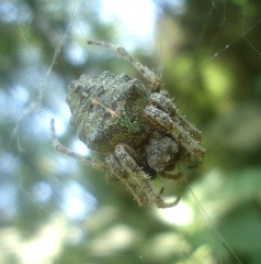 Parawixia