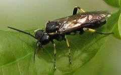 Macrophya