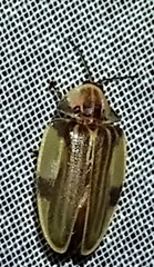 Aspisoma aegrotum