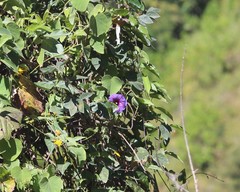 Ipomoea trifida