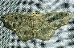 Hydatoscia ategua