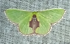 Synchlora astraeoides