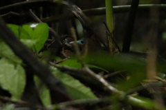 Gymnocichla nudiceps