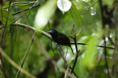 Gymnocichla nudiceps