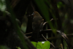 Gymnocichla nudiceps