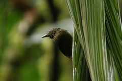 Epinecrophylla fulviventris