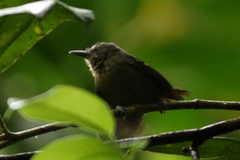 Epinecrophylla fulviventris